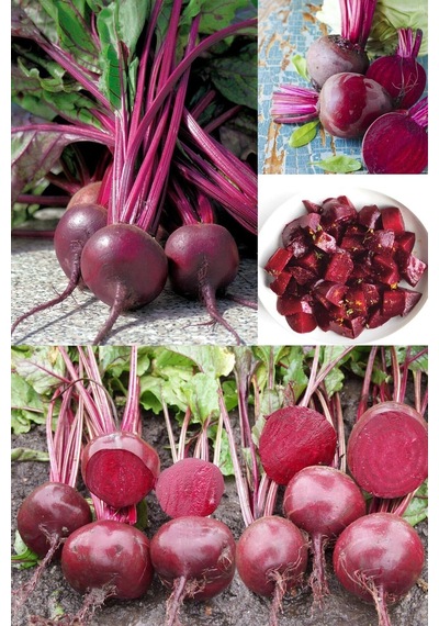 Yakut Kırmızı Pancar Tohumu Atalık Beet Ruby Queen Beta Vulgaris
