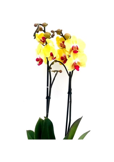 Phalaenopsis Orkide , Çift Dallı Orkide 60-80cm Arası Boyunda, Koyu Sarı - 48358573