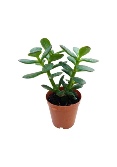 Para Ağacı Çiçeği Fidanı Kaktüs Sukulent 10-20 Cm
