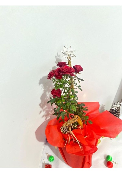 Kadınlar Günü Hediyesi Süslemeli Kırmzı Renk Gül Fidanı 30-40cm Kozalak Portakal