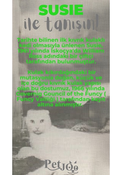 Petjoo 3.Susie Gri-Yeşil Qr'lı Kedi Künyesi