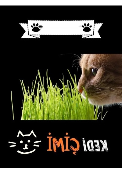 Yıl Boyu Yeşil Kedi Çimi - Pomponet
