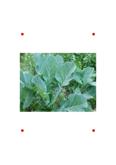 Karadeniz Lahanası Tohumu - 10 Gr