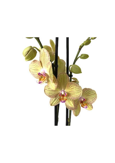 Phalaenopsis 'Torıno' (Sarı Orkide) Ø12 CM Y70-80 CM