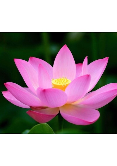 Karışık Renkli Lotus Çiçeği Tohumu