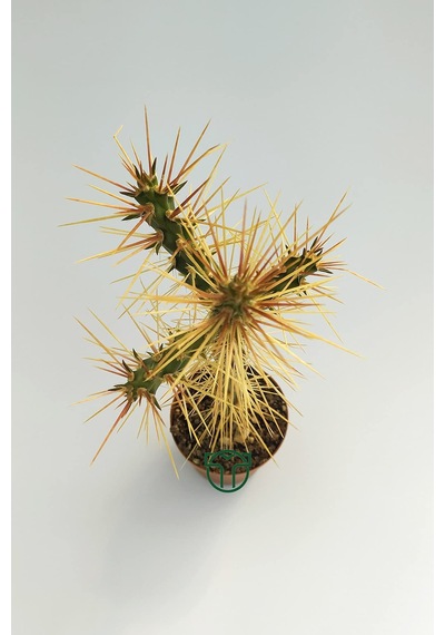 Euro Flora Cylindropuntia Whipplei Kaktüs 5.5 Cm Saksıda Sku: Smgstk13fa121be6