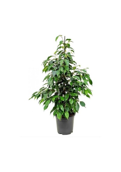 Ficus Benjamina Danielle-benjamin Bitkisi 90 Cm