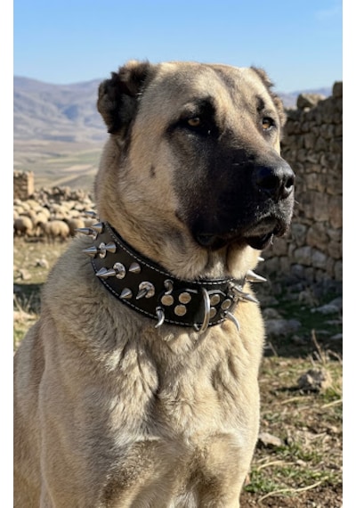 Deri Çivili Pitbull Kangal Av Köpekleri Koruma Tasması 80x5 Cm 2xl Beden Siyah