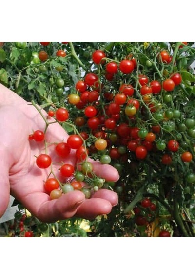 Bezelye Cherry Domates Tohumu 10+ Adet Yüksek Verimli Mini Domates Tatlı, Sulu Ve Kolay Çimlenen