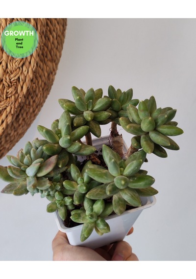 Pachyphytum Multi Form Sukulent 1 Adet