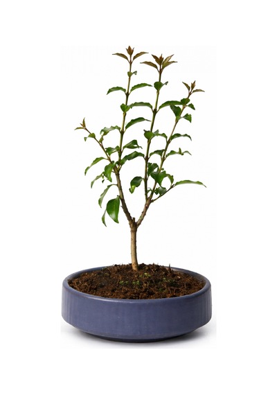 Bonsai L. Japonica - Grey Handmade Pot No: 7