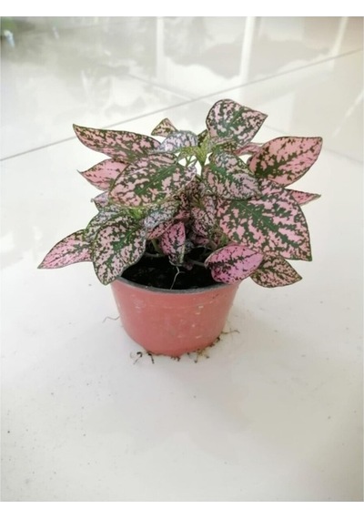 Hostes Çiçeği Hypoestes Çilli Yaprak Çiçeği Puantiyeli 10-20 Cm