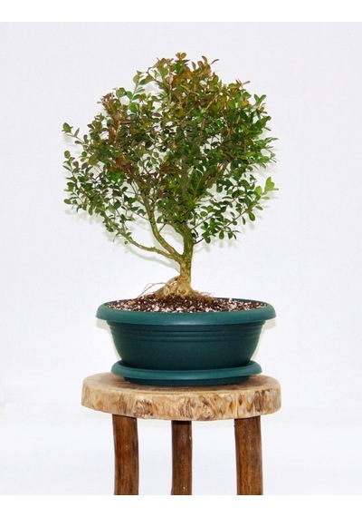 BONSAİ BUXUS - 7 YAŞINDA HEDİYELİK BONSAİ