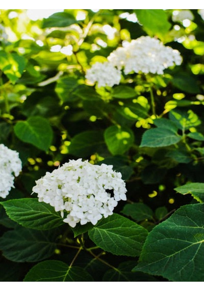 Videolu Kartopu Çiçeği Fidanı 1 Adet 30-60cm Saksılı\tüplü Viburnum