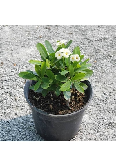 Beyaz Euphorbia Milii - Dikenler Tacı Küçük Saksıd