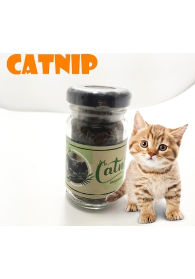 Catnip Doğal Kedi Otu - Kedi Nanesi
