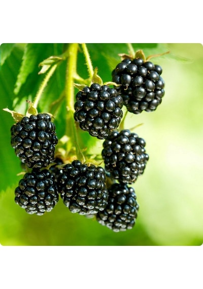 Tüplü Aromatik Yüksek Verimli Bursa-3 Böğürtlen Fidanı