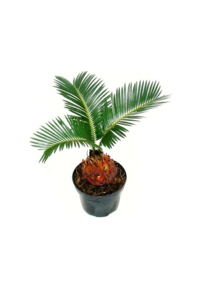 Cycas Ağacı Tohumu Sikas Ağacı Tohumu Revoluta Süs Ağacı 5 Adet Dev Tohum