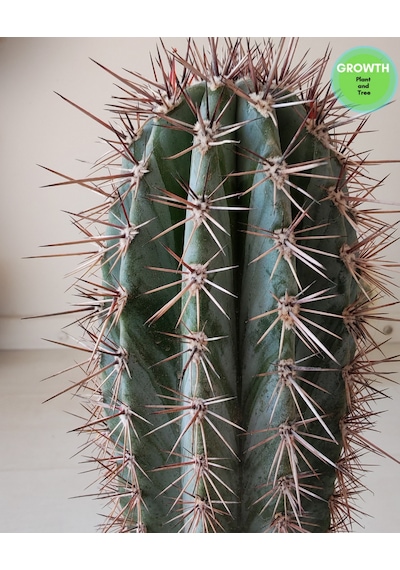 Pachycereus Pringlei Meksika Kaktüsü 35cm 1 Adet