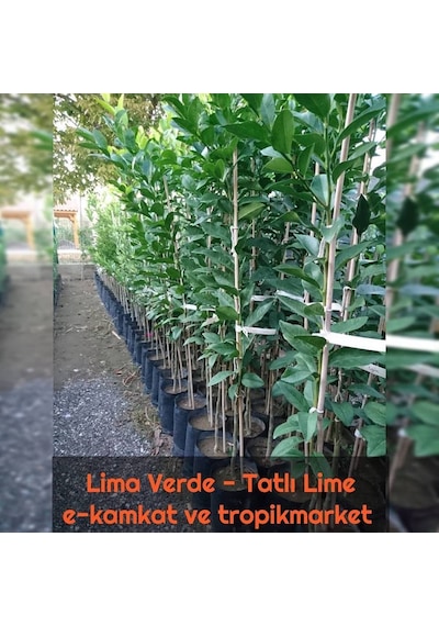 5 Yaş Aşılı Lima Verde Tatlı Lime Limon Fidanı. Torbada