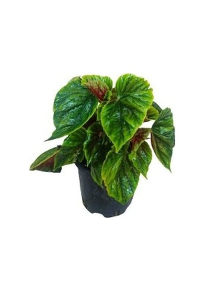 Yağlı Begonya Fidanı 10-20 Cm Begonya Thurstonı