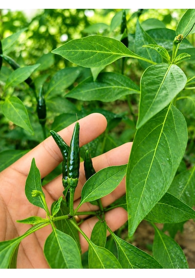 Bird Eye Pepper / 50.000 100.000 Scoville - Gerçek Taze Acı Biber