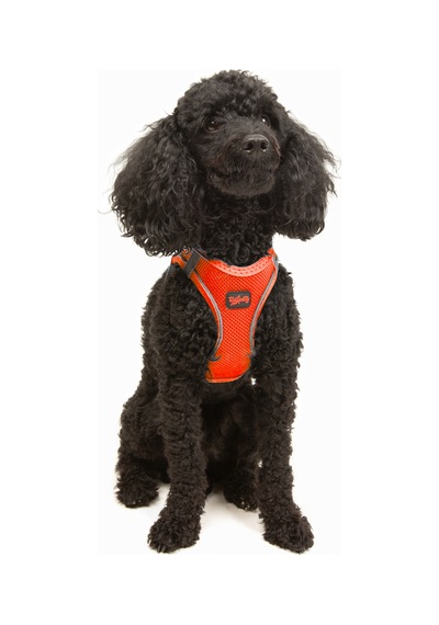 Air-Mesh Küçük ve Orta Irk Kedi Köpek Göğüs Tasması - Yumuşak, Nefes Alabilir, Dayanıklı NEON TURUNCU 3XS