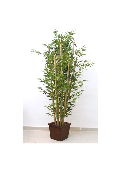 İthal Yeşil Bambu Tohumu Ekim Seti 3 Tohum +Saksı+Toprak+