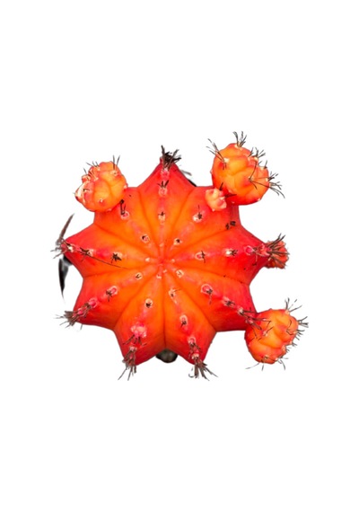 Gymnocalycium Mihanovichii - Turuncu 1 Adet