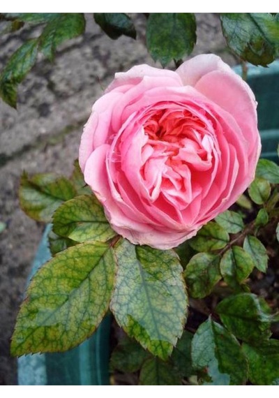 Beyaz Pembe Ve Narçiçegi Yediveren Kokulu 30 60 Cm Saksılı 3 Adet Aşılı Gül Rose