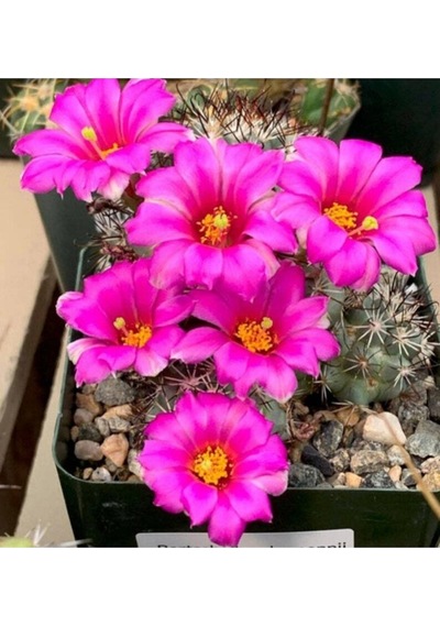 10 Adet Premium Kaktüs Species Mix Tohumu