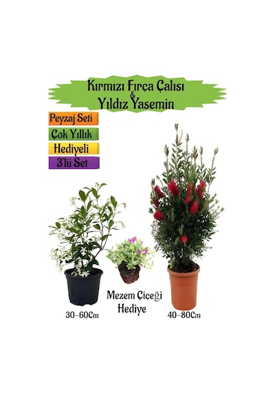 Kırmızı Fırça Çalısı+kokulu Yıldız Yasemin+mezem Çiçeği Peyzaj Seti