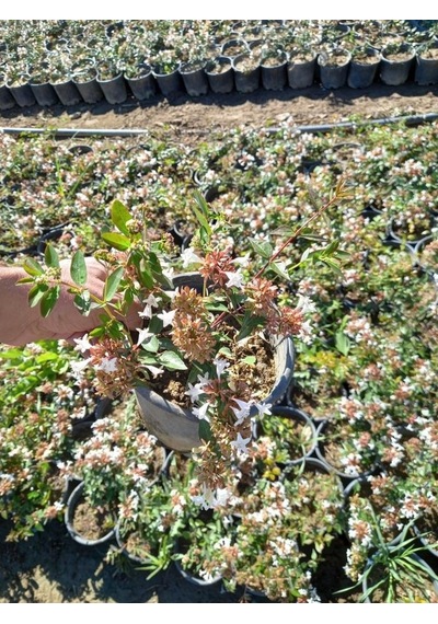 Abelya Çeçeği güzellik Çalısı 30-40 Cm Abelia Chinensis