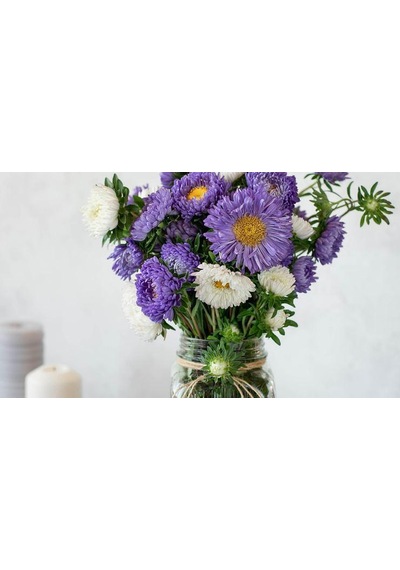 Aster Çiçeği Tohumu 50 Adet Aster L Aster Flower Seed N111773