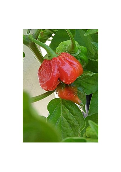 Trinidad Scorpion Biber Tohumu, Dünyanın En Acı Biberi, 10+ Adet