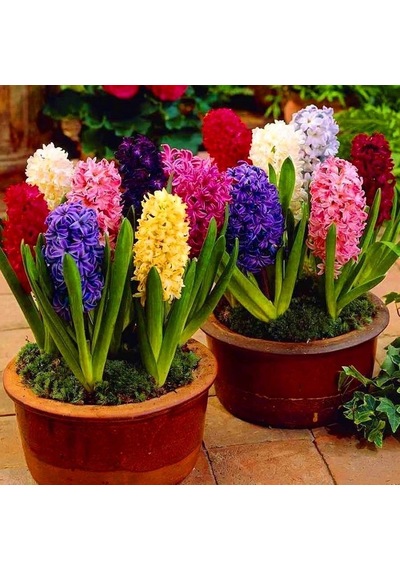 Karışık Renkli Sümbül Mixed Hyacinth Soğanı 3 Adet