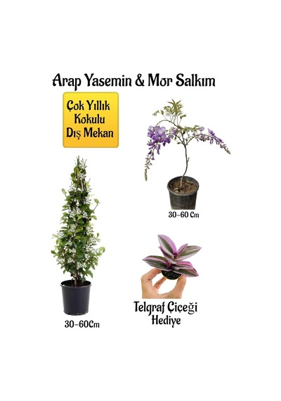 Kokulu Arap Yasemin Çiçeği+mor Salkım Ağacı Fidanı Telgraf Çiçeği Hediyeli Peyzaj Seti