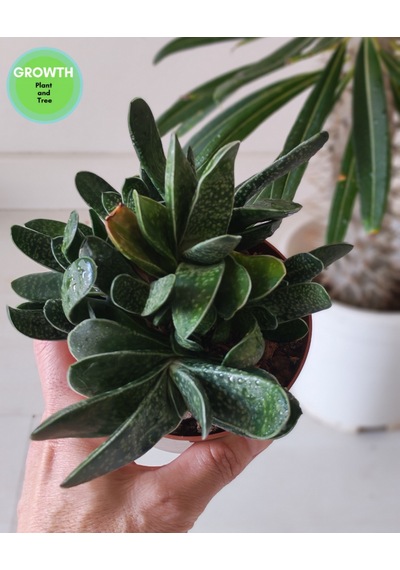 Gasteria Bicolor Sukulent 1 Adet