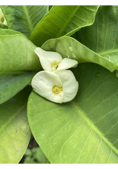 Videolu 3 Adet Mini Dikenler Tacı Çiçeği Sarı/kırmızı/pembe 5-15 Cm Saksılı Çiçekli Euphorbia Milii