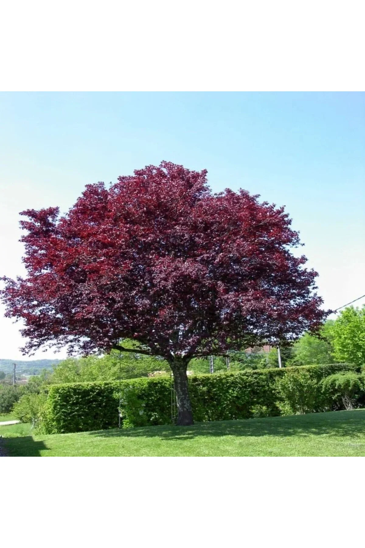 Süs Eriği Ağacı 80-100 Cm