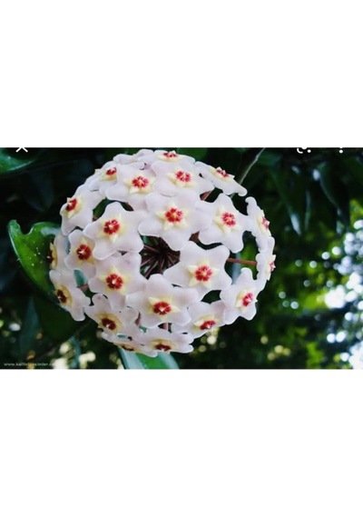 Harika Görünüm Beyaz Mum Çiçeği Fidanı 15-25 Cm Saksılı Çiçekli Bodur Bitkiler Hoya Carnosa