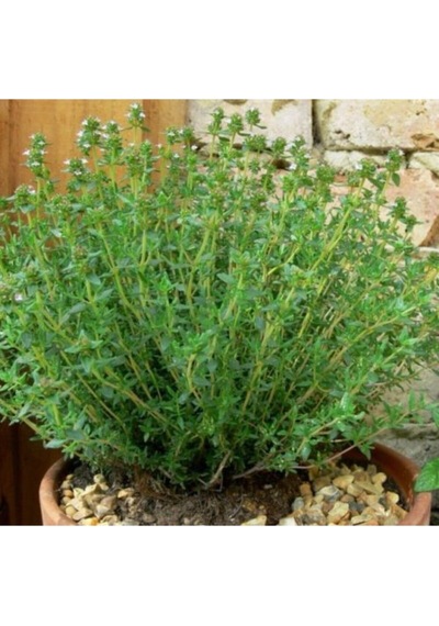 Serada Decor Plant Saksılı Kekik Fidanı Çiçeği 20 Cm -30 Cm
