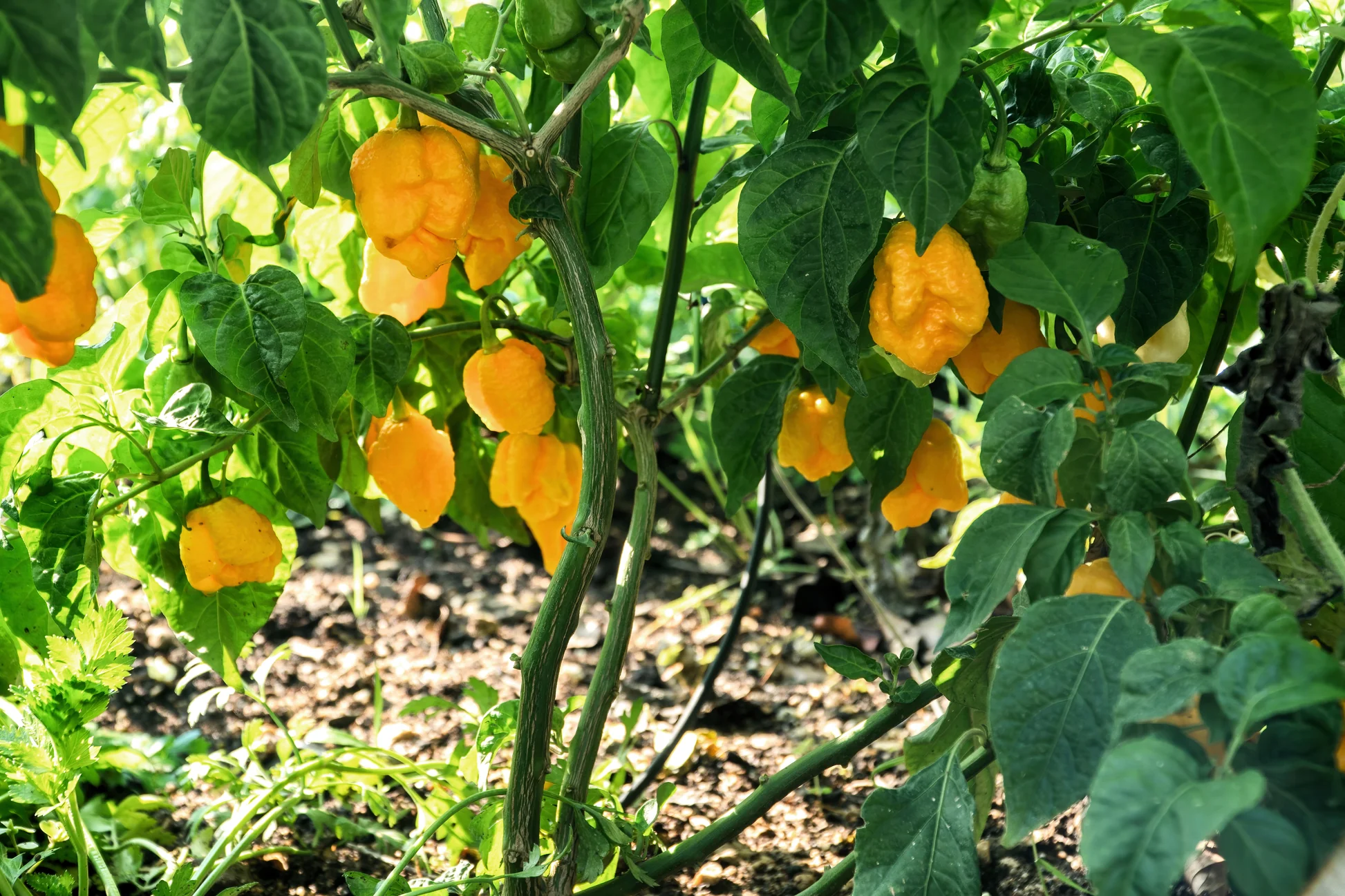Carolına Reaper Yellow Pepper / 1.8 Milyon Scoville - Gerçek Taze Acı Biber