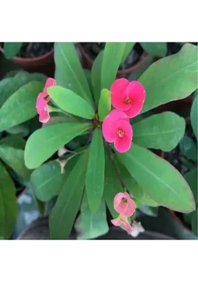 Videolu 1 Adet Mini Pembe Çiçekli Dikenler Tacı Çiçeği 5-15 Cm Saksılı Çiçekli Bodur Euphorbia Milii