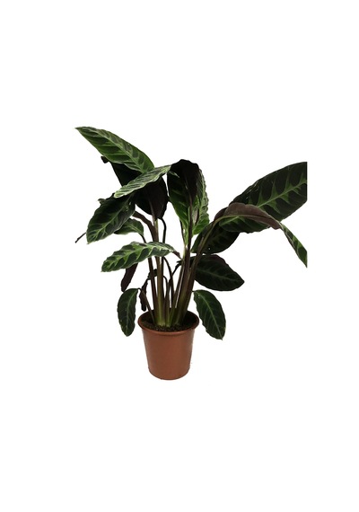 Calathea Warscewiczii (Dua Çiçeği) Ø17 CM Y50-60 CM