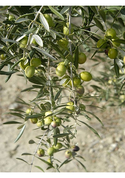 Videolu Gemlik Trilye Bodur Zeytin Fidanı 6 Adet 50-70 Cm Olive Sapling Bahçe Bitkisi