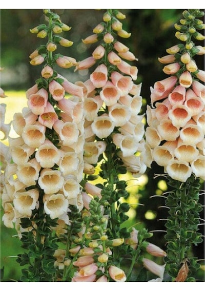 10 Adet Cottage Foxgloves Apricot Peach Digitalis Tohumu