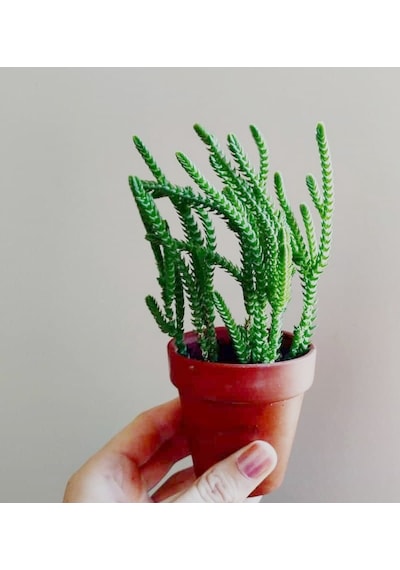 PRENSES ÇAMI CRASSULA MUSCOSA 135 ADET