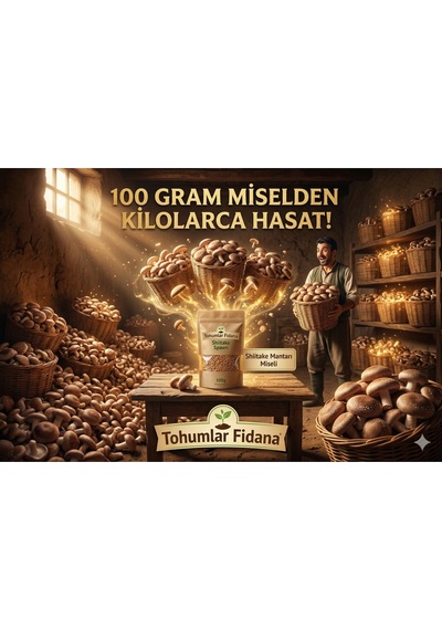 100 Gram Shiitake Mantar Tohumu Miseli