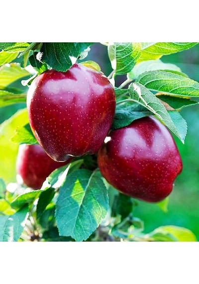 Red Chief Elma Fidanı Aşılı - 2 Yaş Açık Köklü 80-100 Cm